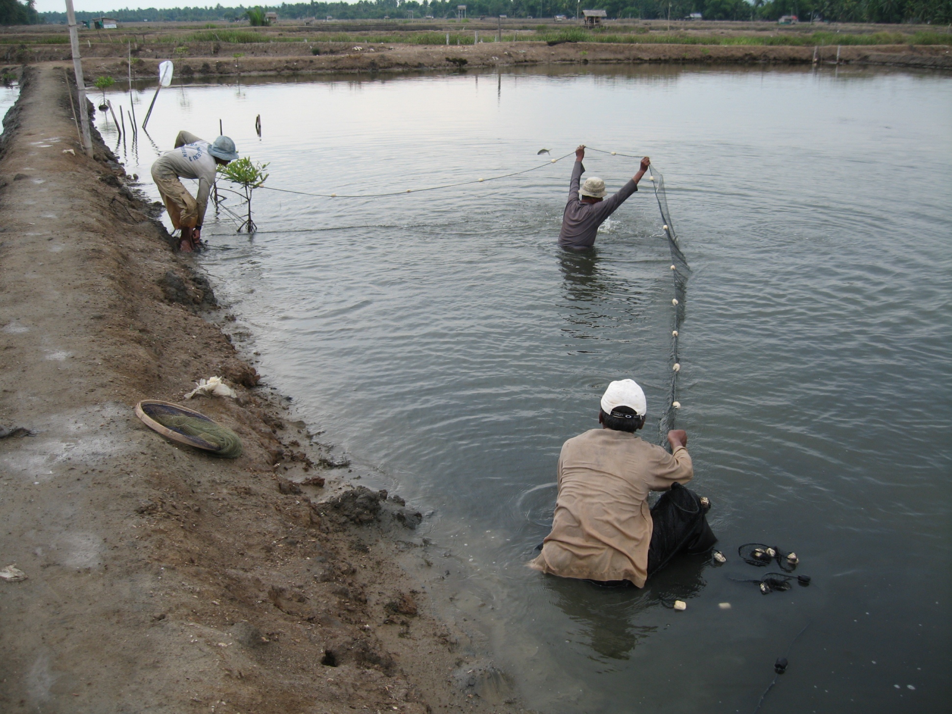 Food security in fisheries in Indonesia dates to at least the 15th century, when fishers trapped or held fish in ponds to ensure that fish were available when weather or other influences precluded fishing. Here farmers in Bireuen district, Aceh province, harvest milkfish from a brackishwater pond or tambak. - Yogi Sumule rimmer2